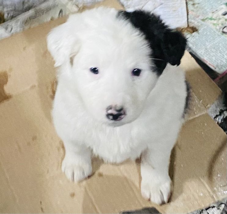 Отдам в добрые руки