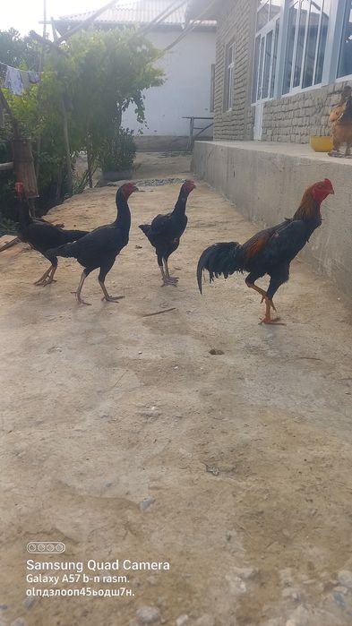 Dakanni qoni tozza paralari