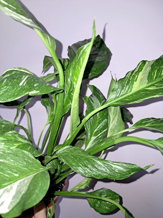 Спатифиллум Даймонд !