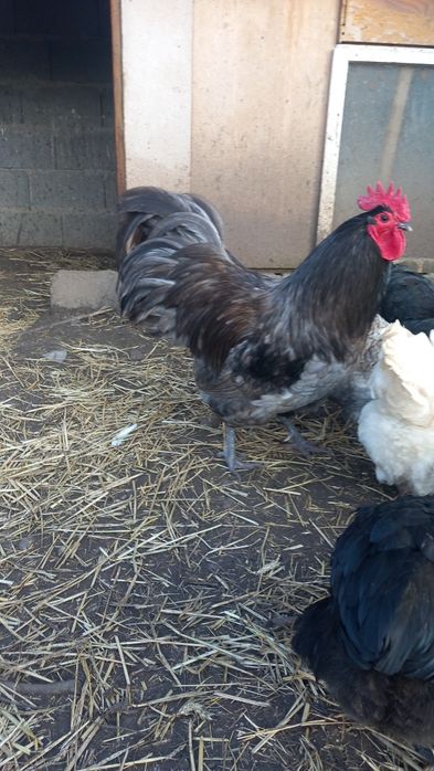 Oua incubat australorp si romanesti