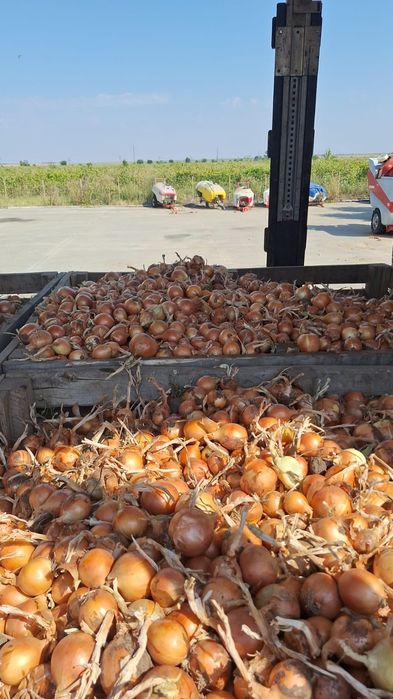 Лук  на бокс палети