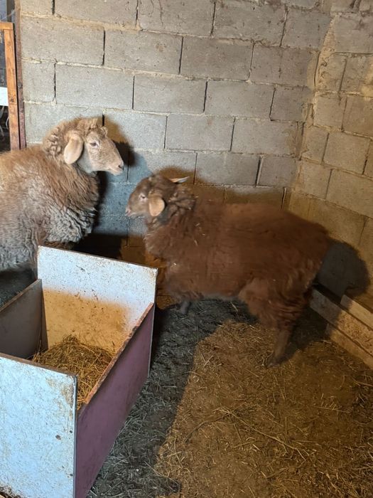 Бараны кой жирные