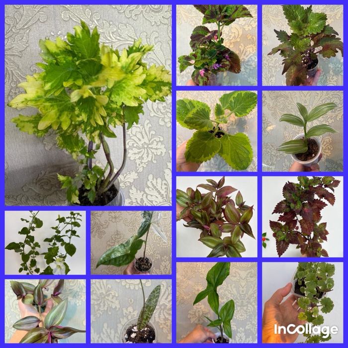 Комнатные растения