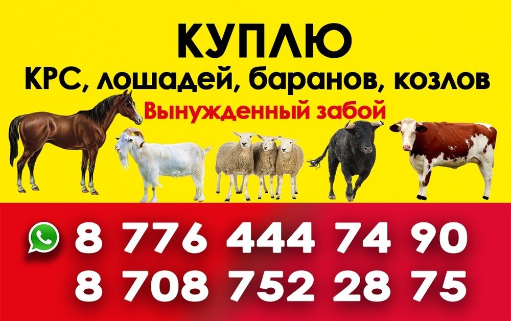 Коровняки коровки телятины