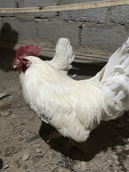 бағасы түспейді