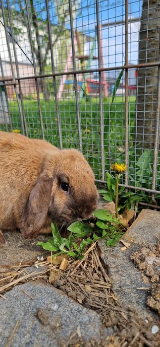 Iepure Berbec pitic mini lop