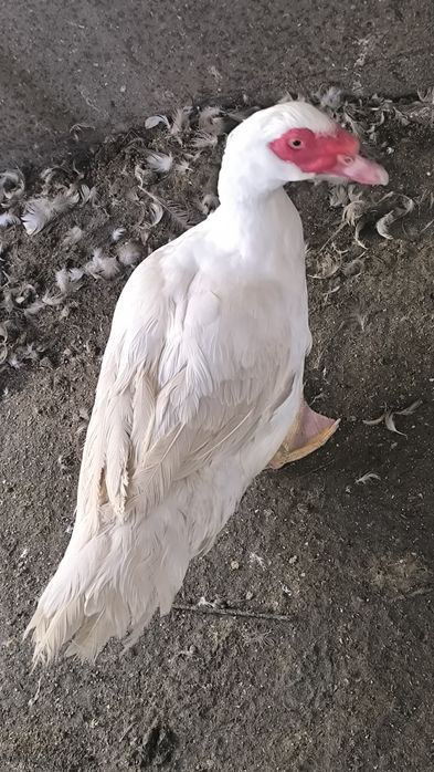 Продам Индоуток.