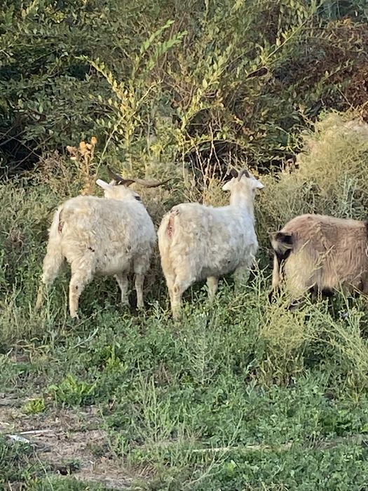 Семіз ешкі сатылады