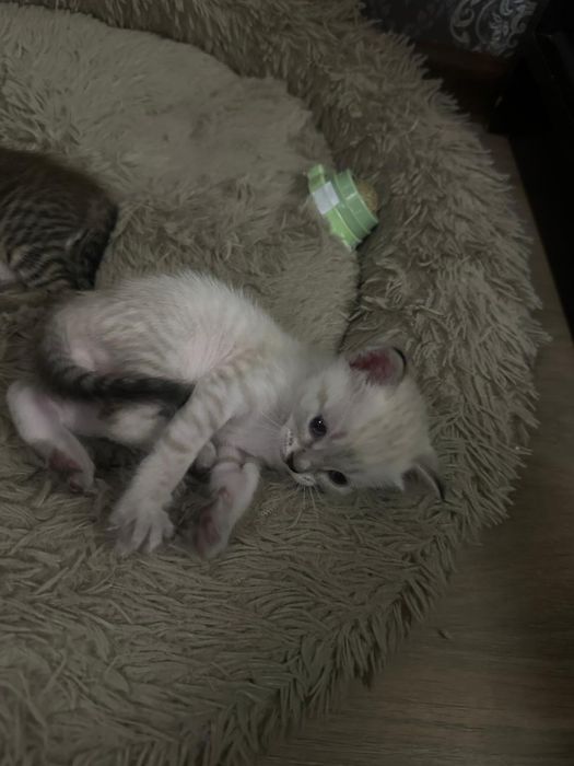 2 котенка, британцы