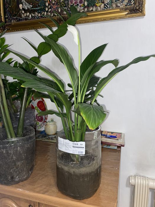 Широколистное женское счастье