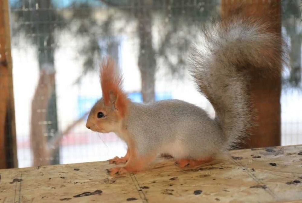 Олмахон.Сотилади.Белка.