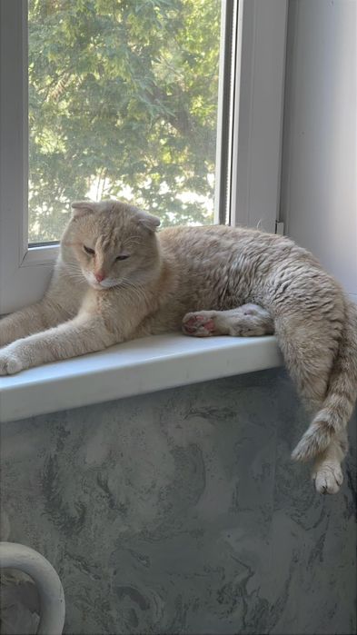 Вислоухий  котик