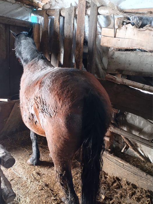 Продам кобылу и жеребчика