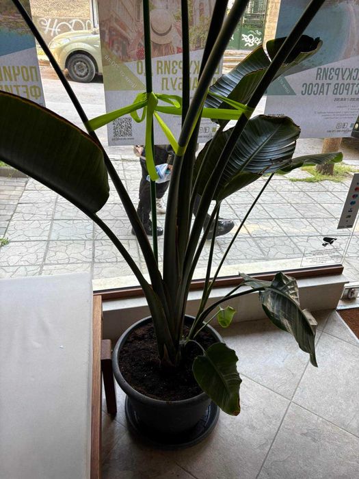 Стрелиция 3 метра