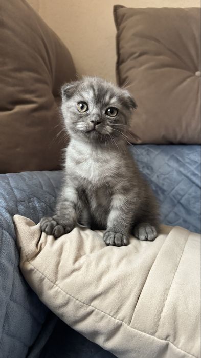 Продам котика британец