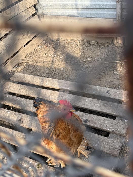 Продаем Петух, Әтеш сатамыз