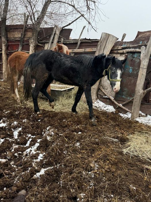 Айгыр жеребец байтал
