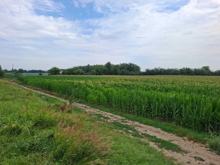 Teren de vanzare Serbanesti/Holt