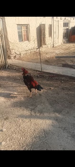 Дакан кораз сатылады