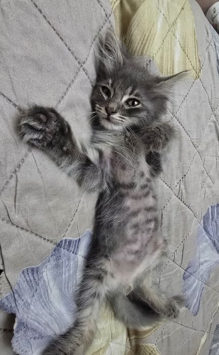 Отдам котенка в хорошие руки