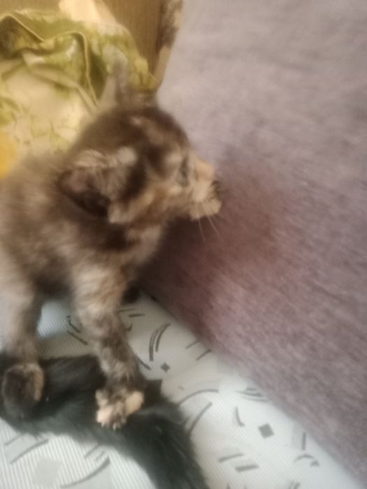 Отдам котят в хорошие руки