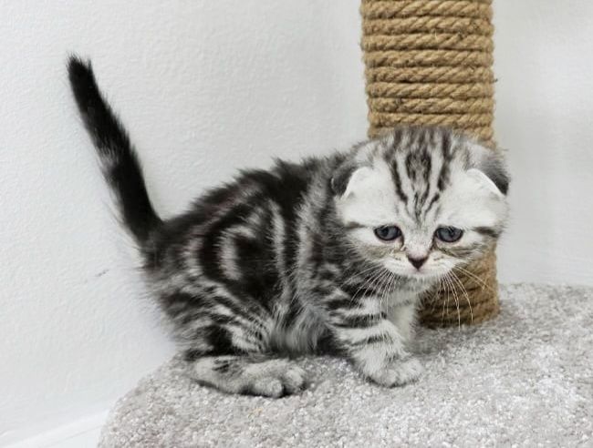 КоТик ШотЛандСкий ВисЛоуХий