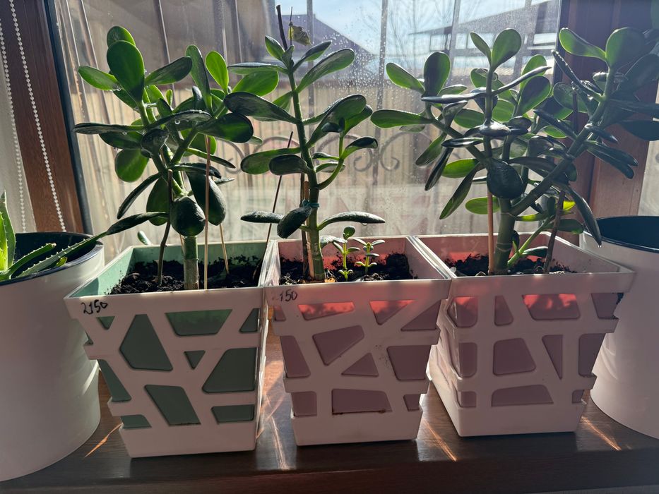 Продаю Алоэ вера