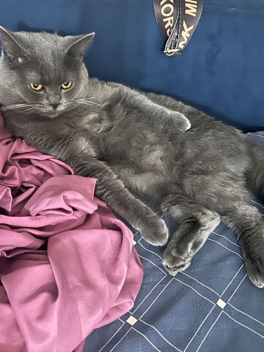 Отдам кота в добрые руки