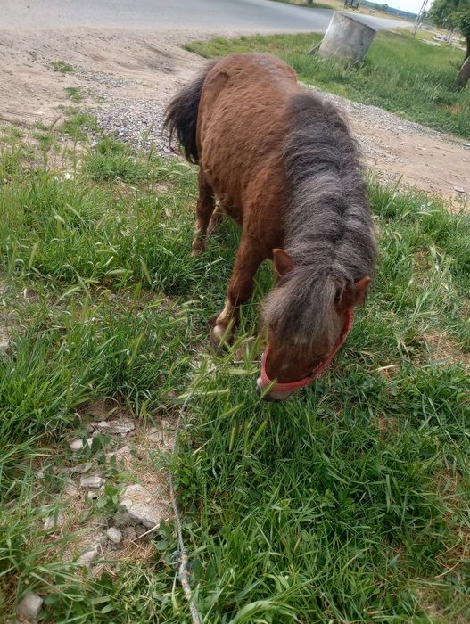 Ponei de vânzare