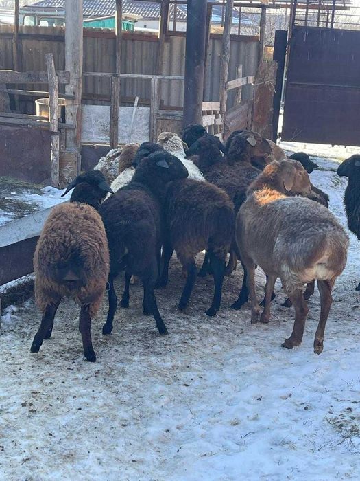 Қой тоқтылар сатылады