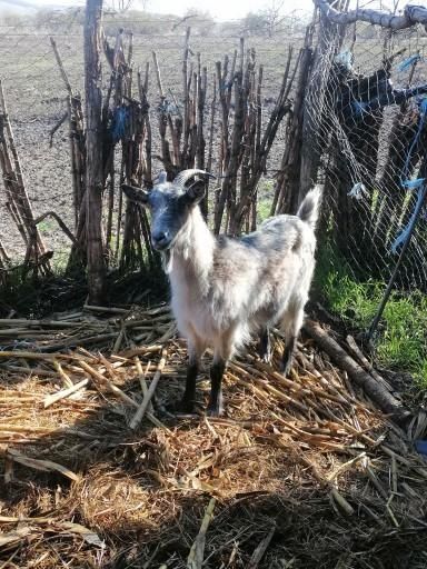 Dau 2 capre de rasa și un Piaggio ciao la schimb pe un scuter de 125cc