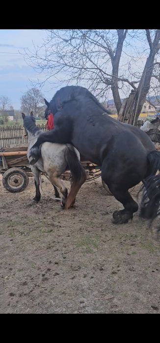 Armăsar de vânzare