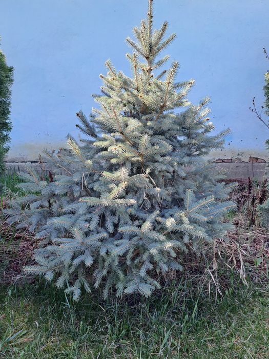 Продаю туи,можжевельники