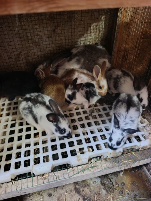 Ona + 7 ta bolasi sotiladi