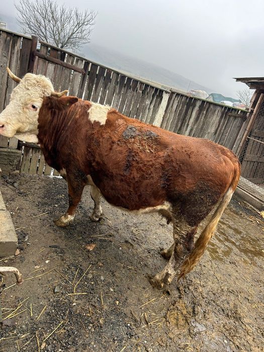 Vand vaca gestanta 9 luni