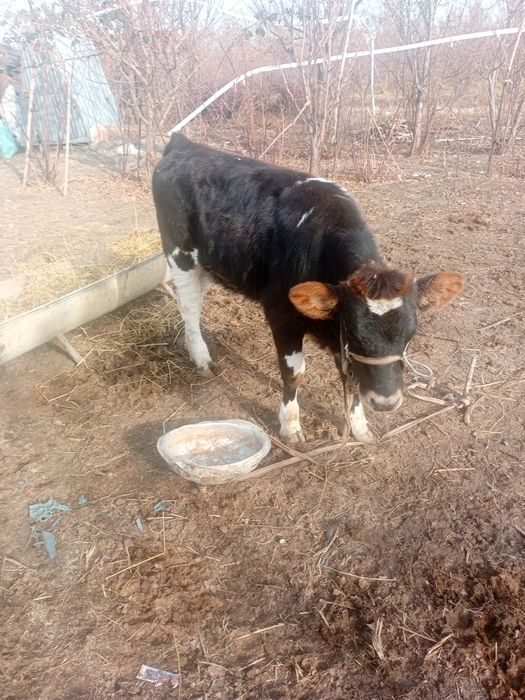 Срочно продам телку