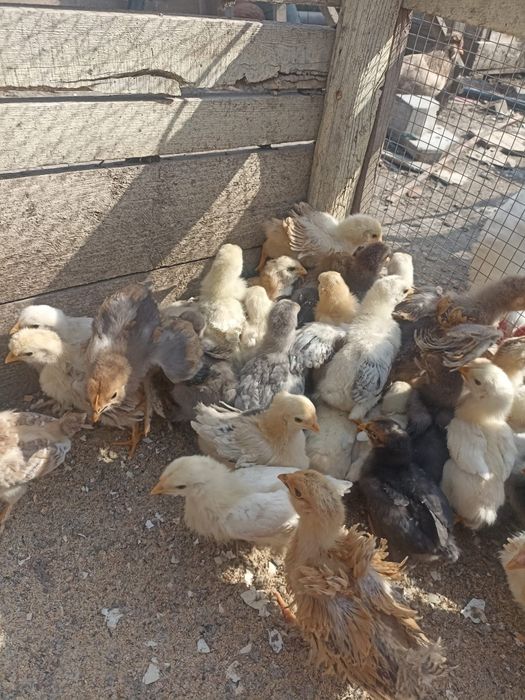 Vând puișiori de curte