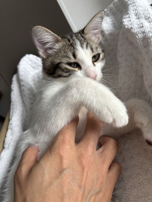 Котенок мальчик 4 мес ласковый ищет дом