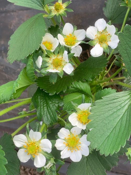 Alveole căpșuni remontant