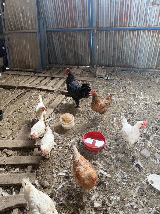 Продам перуха и курицу