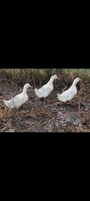 Am la vanzare un ratoi si 2 rate pekin
