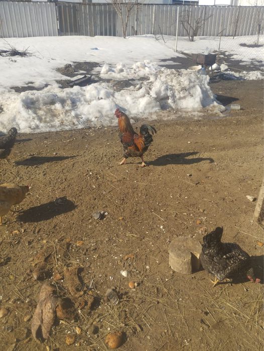 Продам питуха