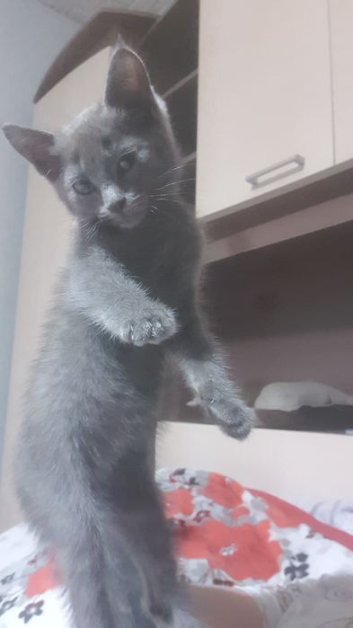 Отдам котёнка в добрые руки