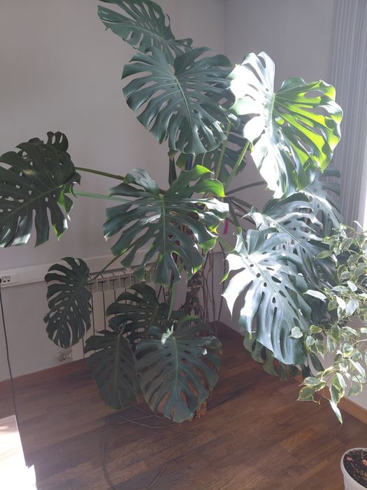 Продам Комнатные цветы