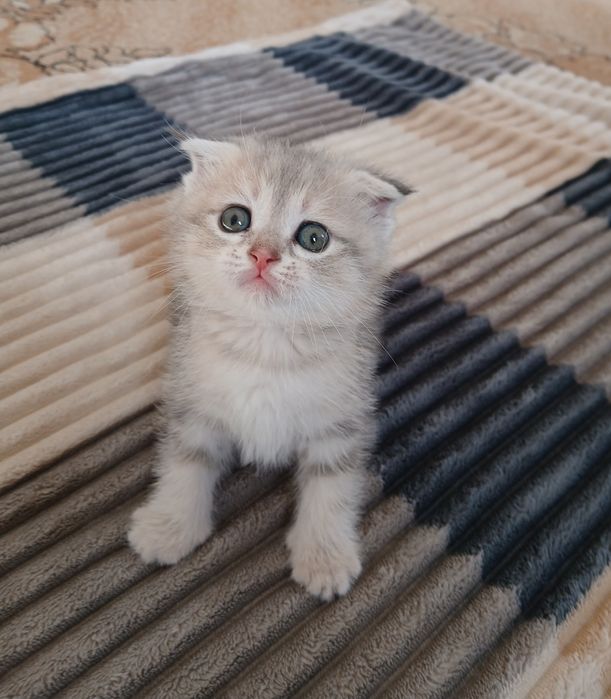 Продаются котята!