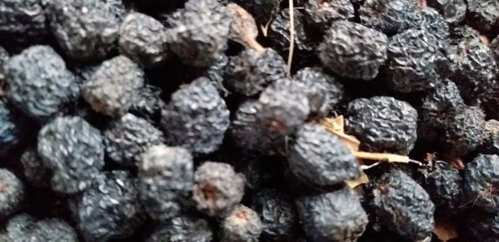 Aronia uscata bio