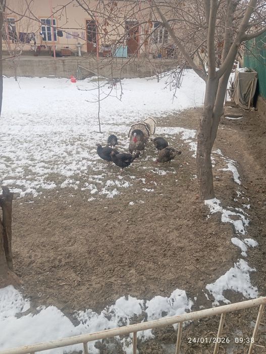 Kurkalar sotiladi 3ta erka 5ta mokiyon