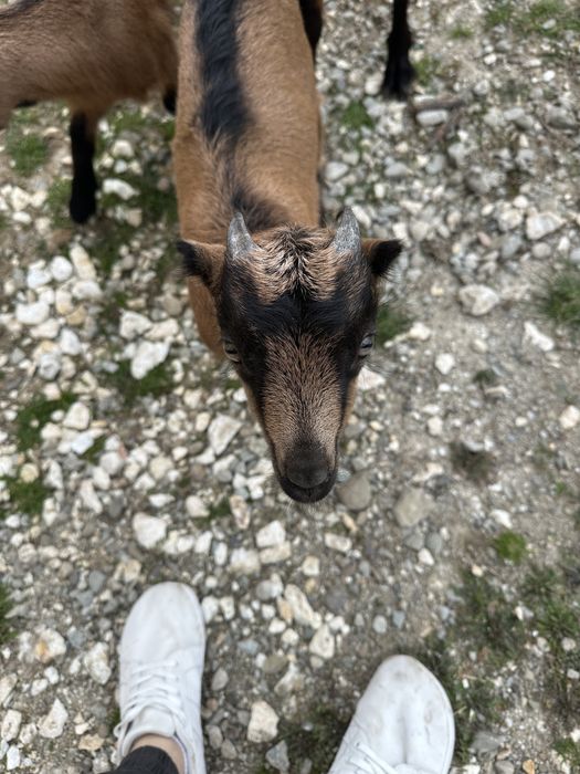 Vand tapisor alpin francez ciul