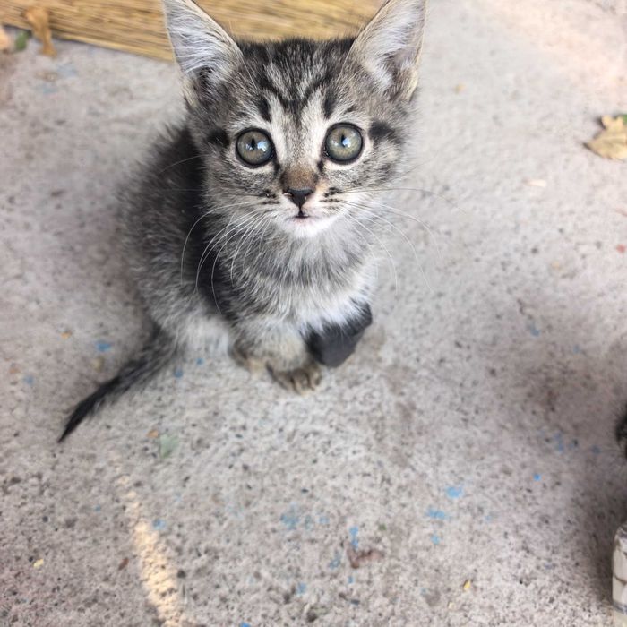 Кошки котята в добрые руки