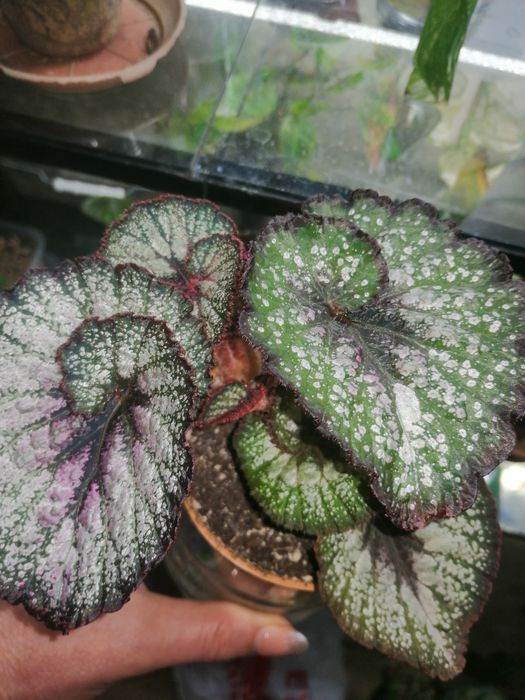 Цветы комнатные продам излишки